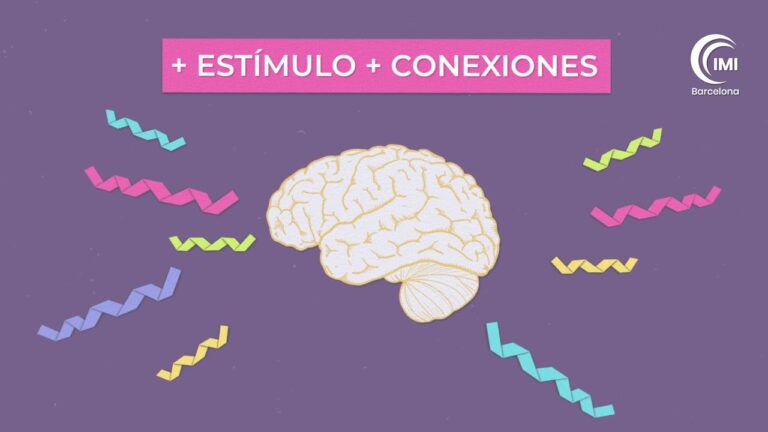 como funciona nuestro cerebro cuando aprendemos