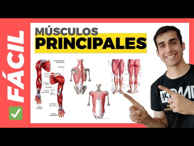 cual es la parte superior del cuerpo