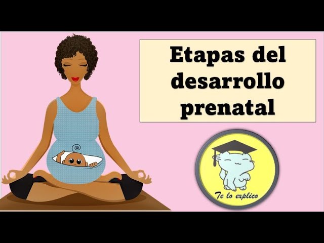 desarrollo psicologico en la etapa prenatal