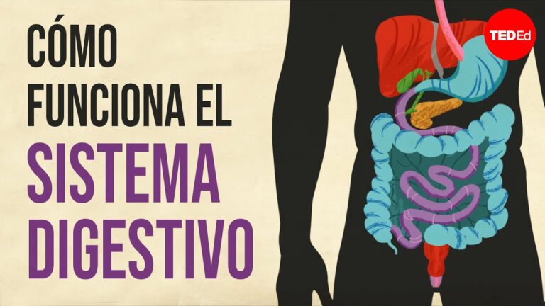 diferencia entre nutrición y digestión