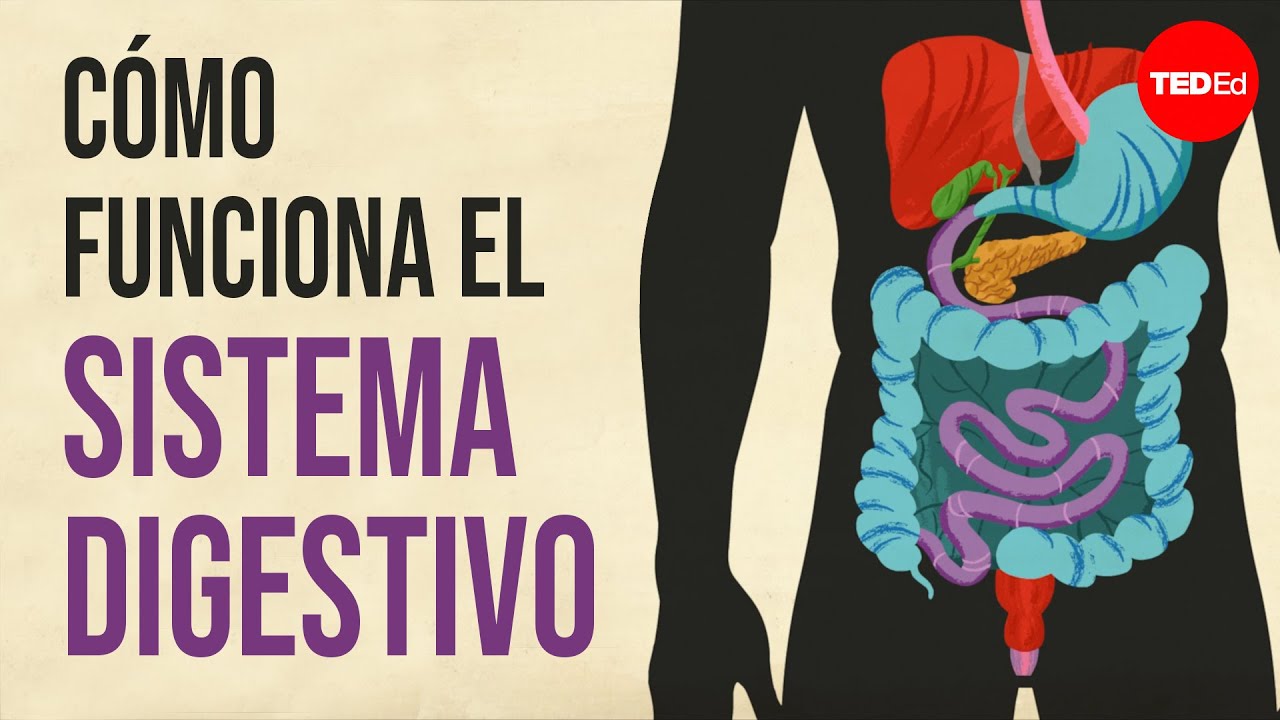 diferencia entre nutrición y digestión