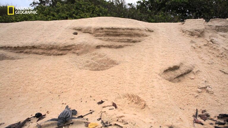 el proceso de la tortuga
