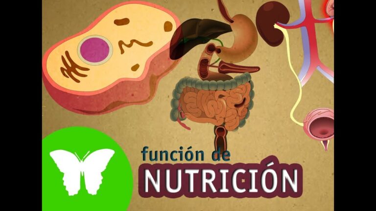 funcion de nutricion en animales