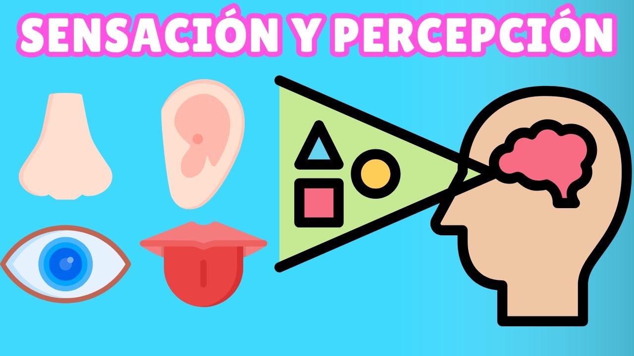 fundamentos de la educacion sensorial