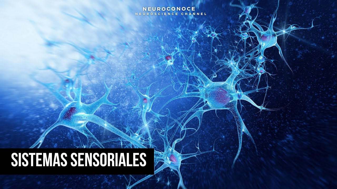 que son las funciones sensoriales
